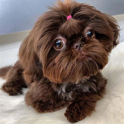 shih tzu colors light brown